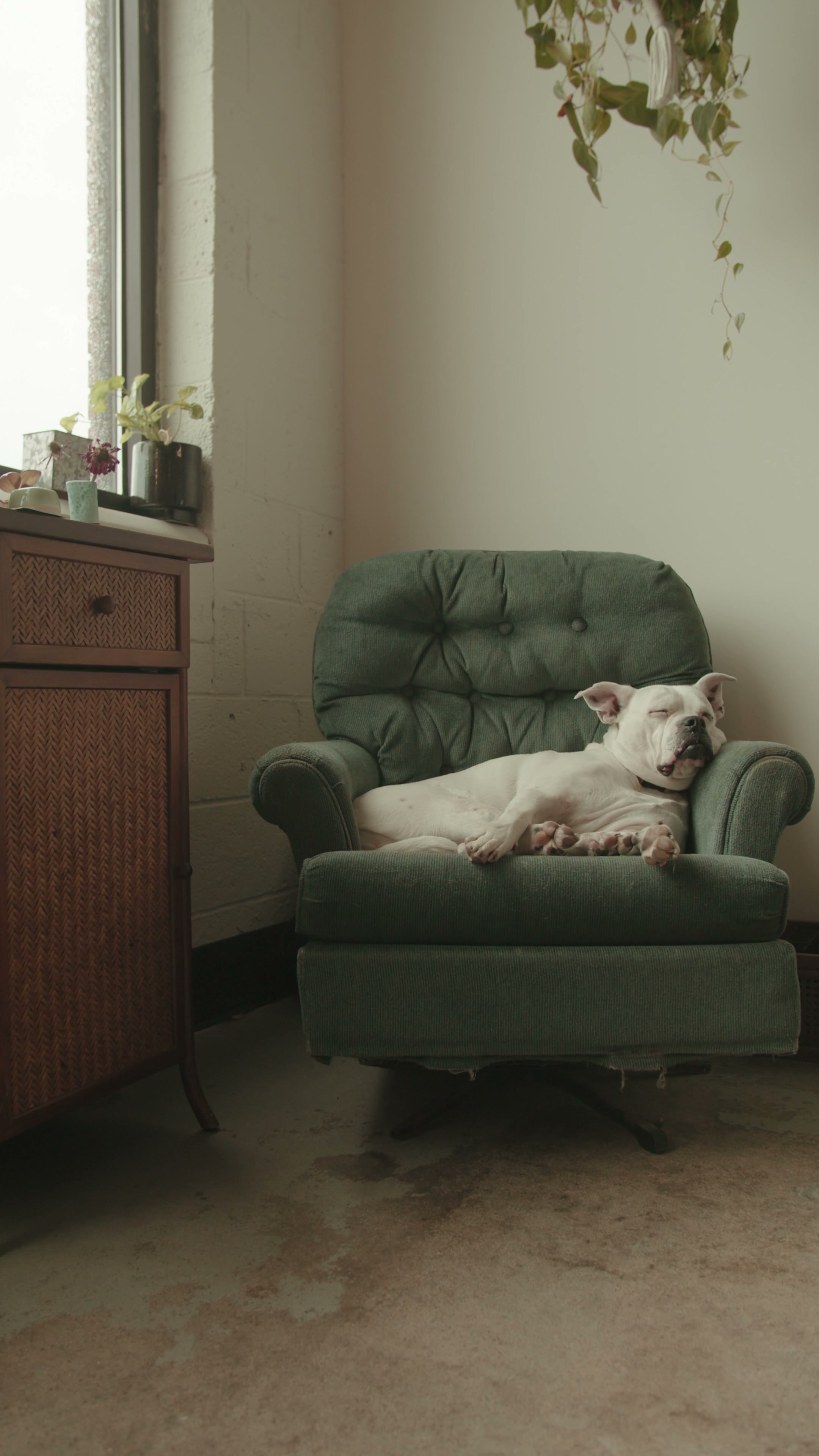 Accepted source frame of a sleeping white dog resting on a chair.
